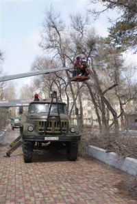 МКП "Благоустройство" ведет обрезку деревьев МКП "Благоустройство" ведет обрезку деревьев