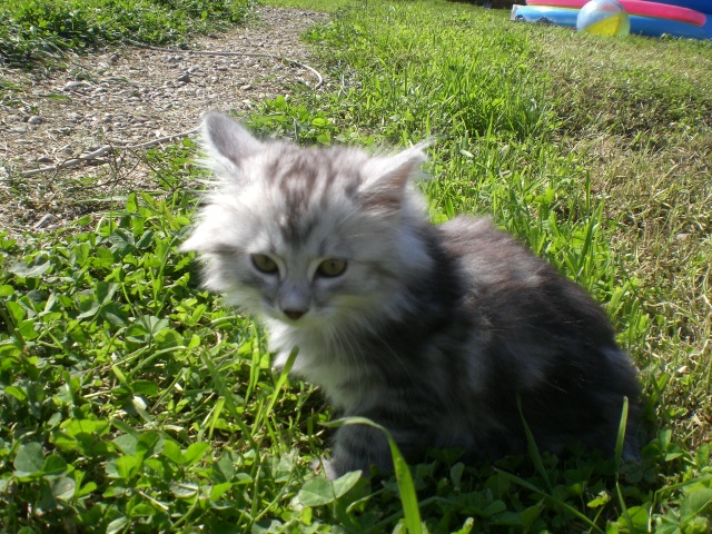 котенок 