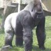 Congo