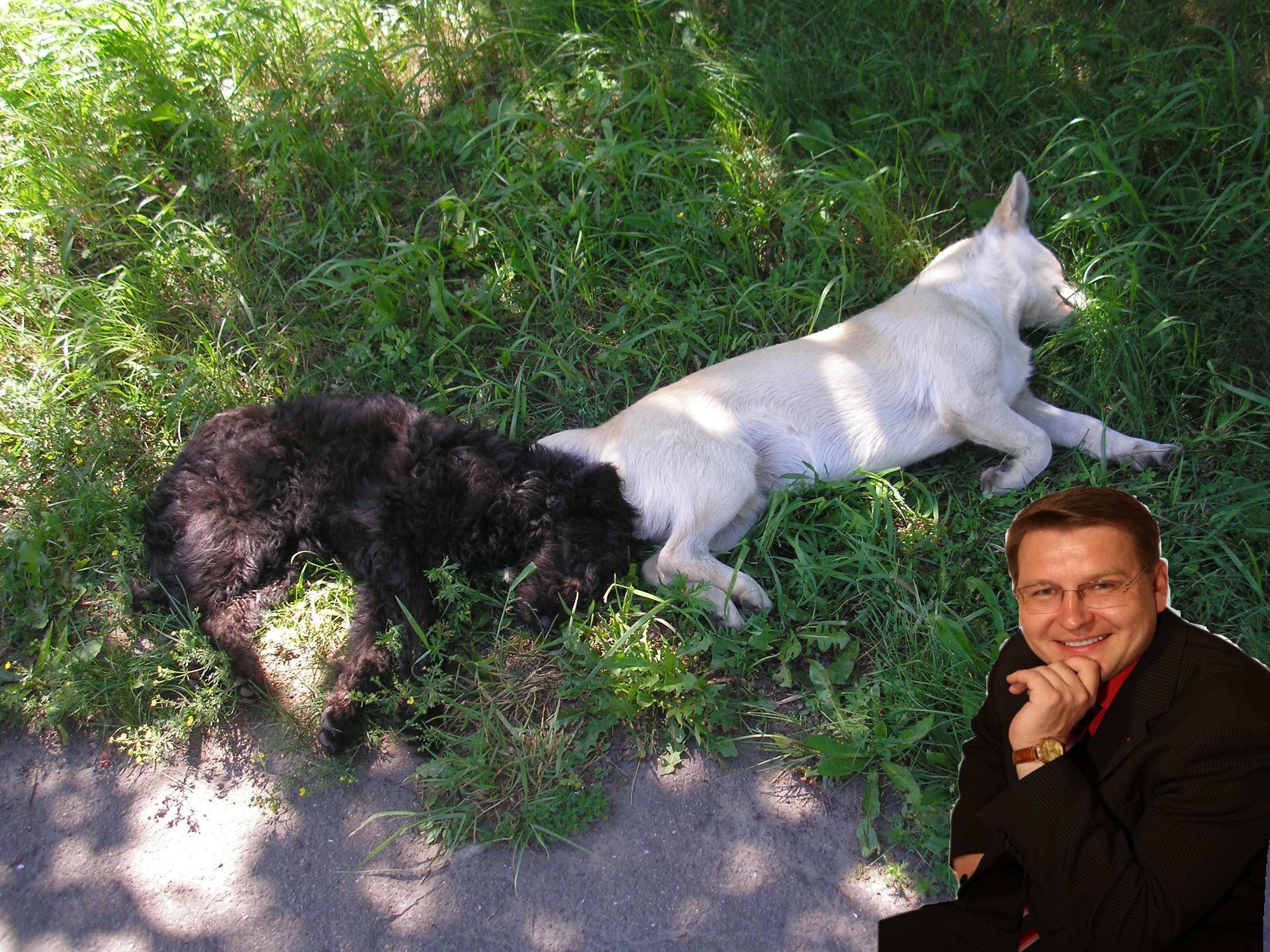 Д.Надымов и спящие дворняжки