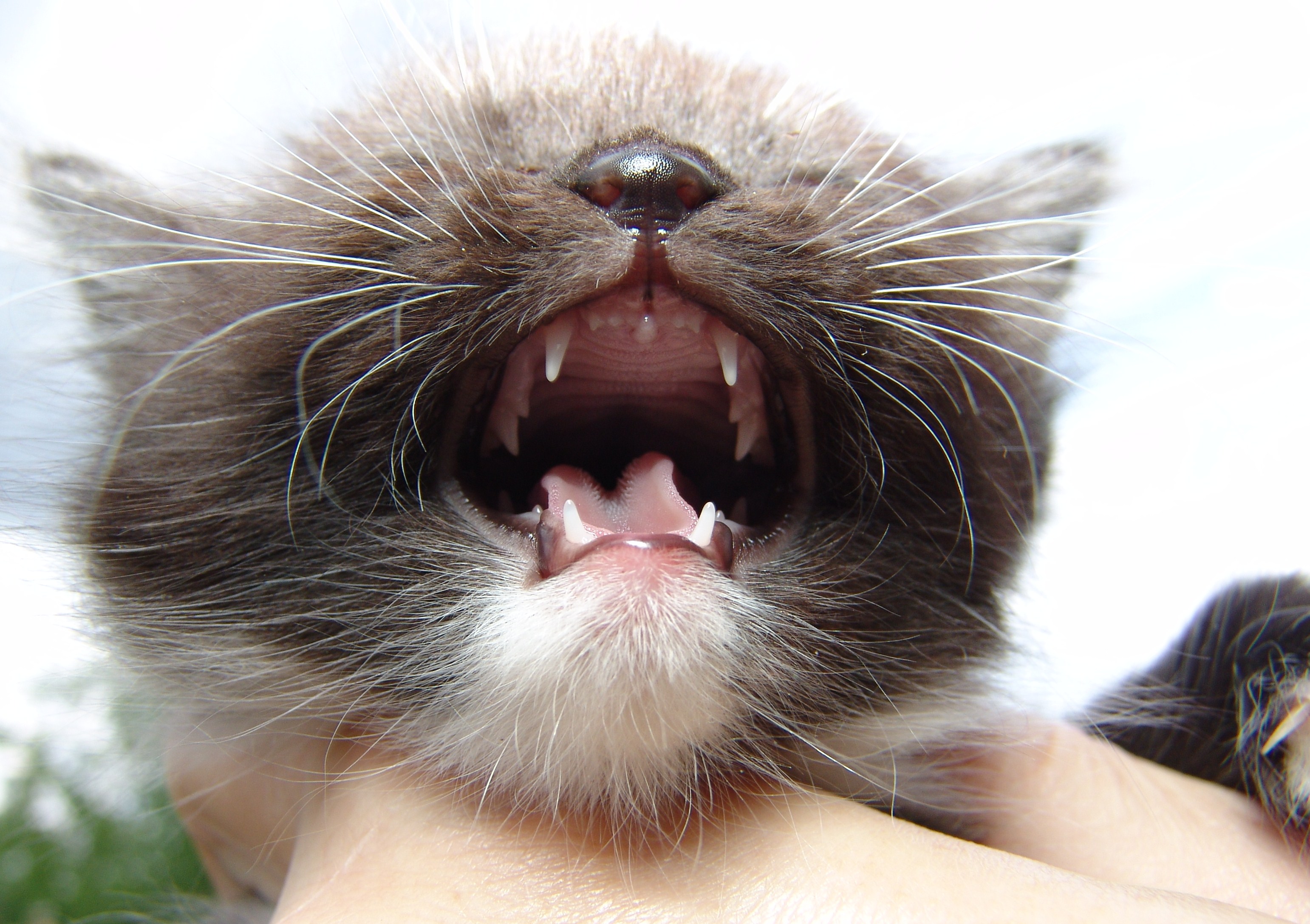 Малыш.Зов предков,Или-отпусти-что пристал!