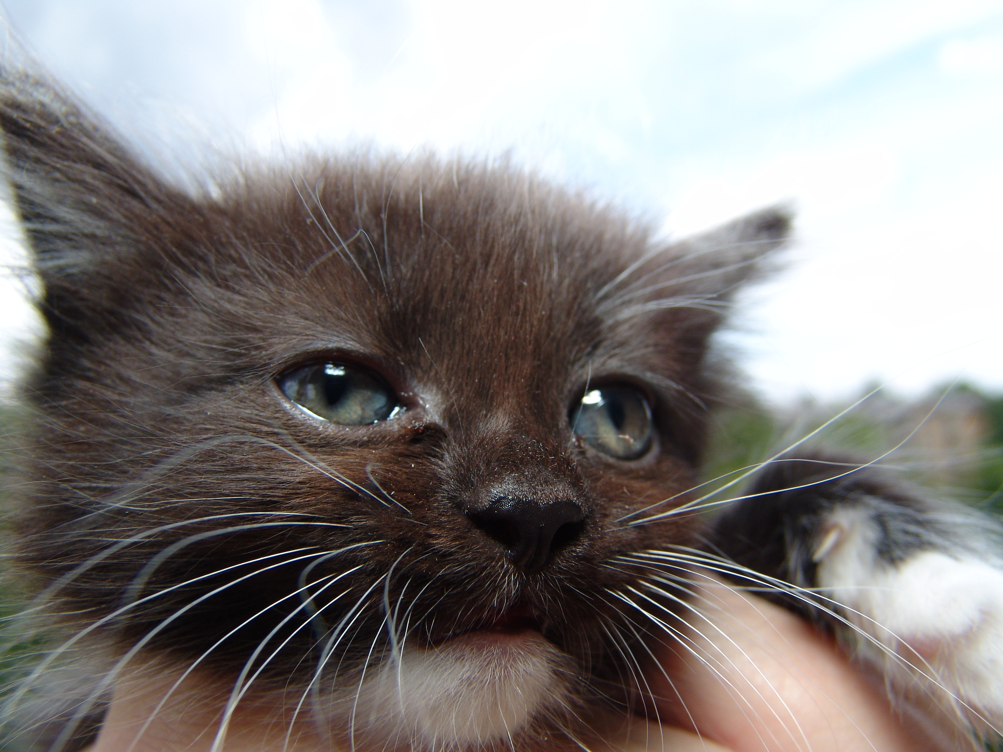 Эти глаза напротив...