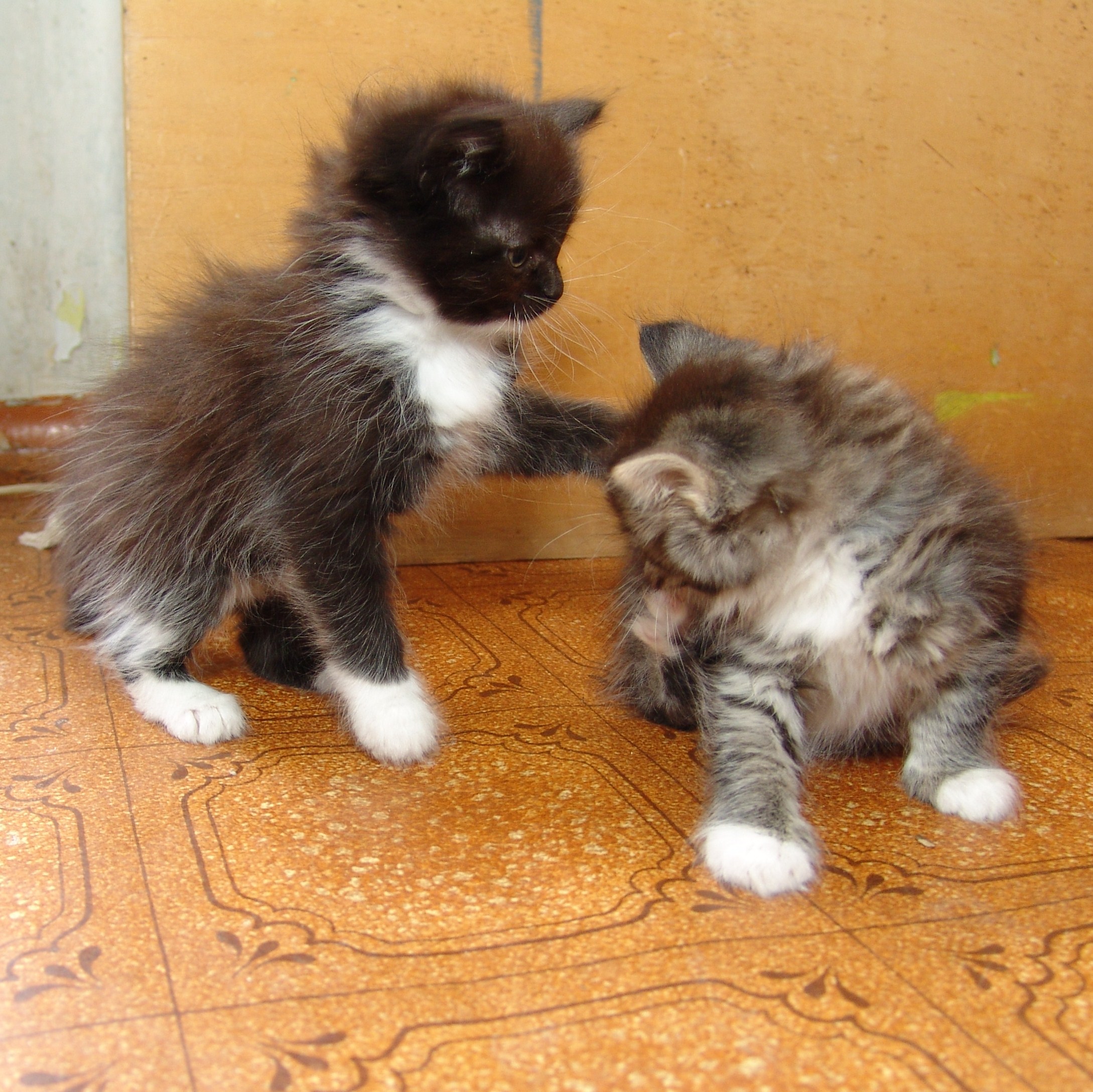 Пипец обоям!