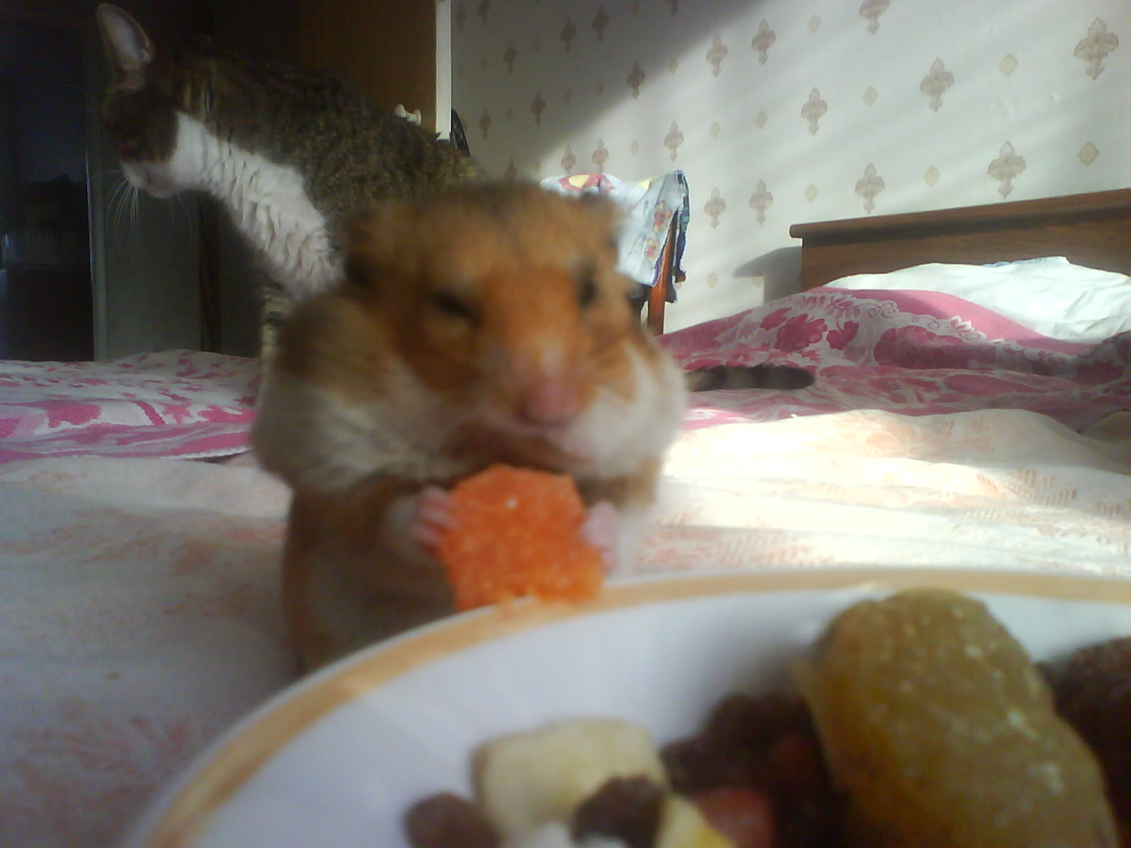 вот кто защёку корм берёт