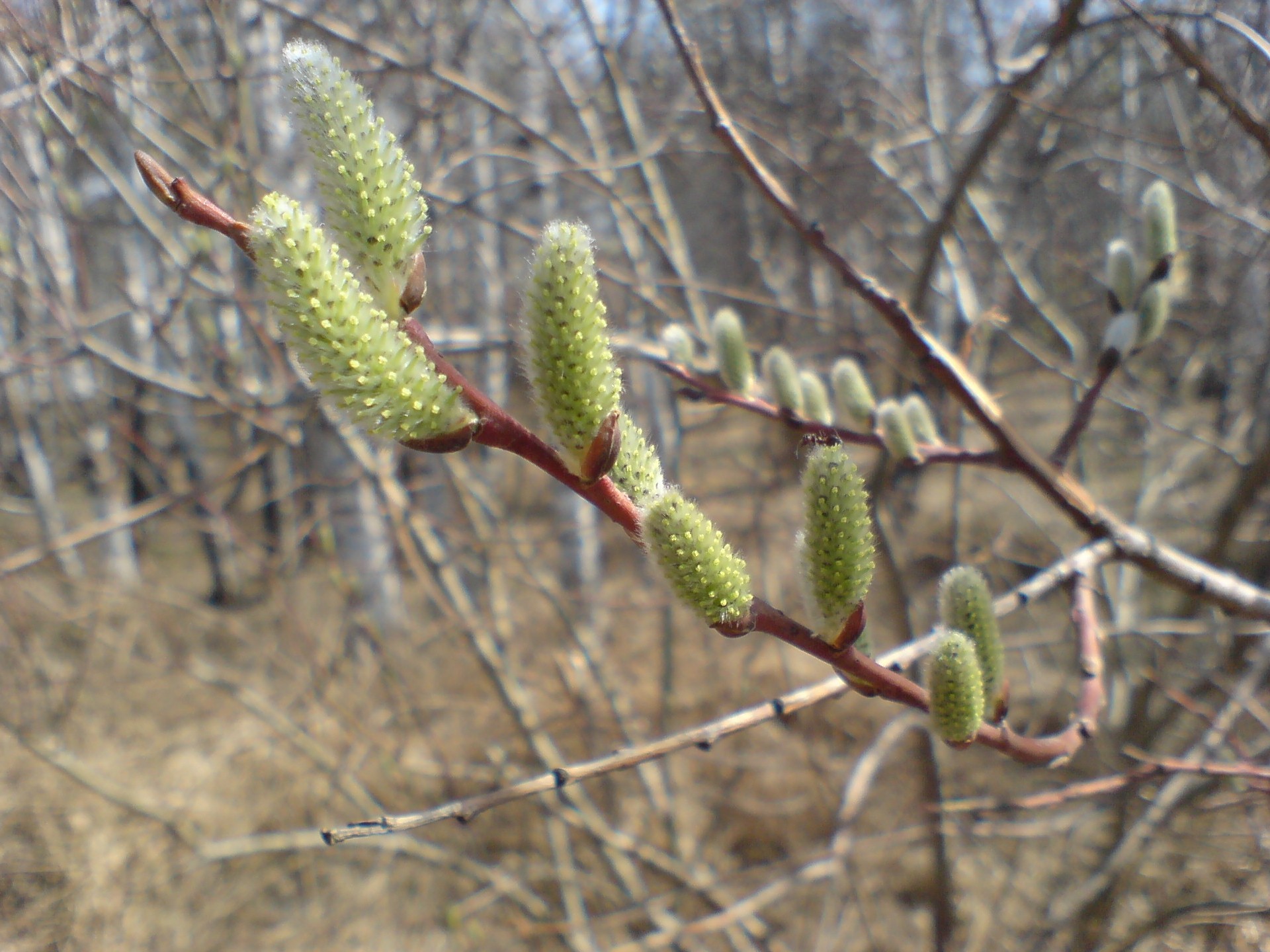 первая верба 2009г.