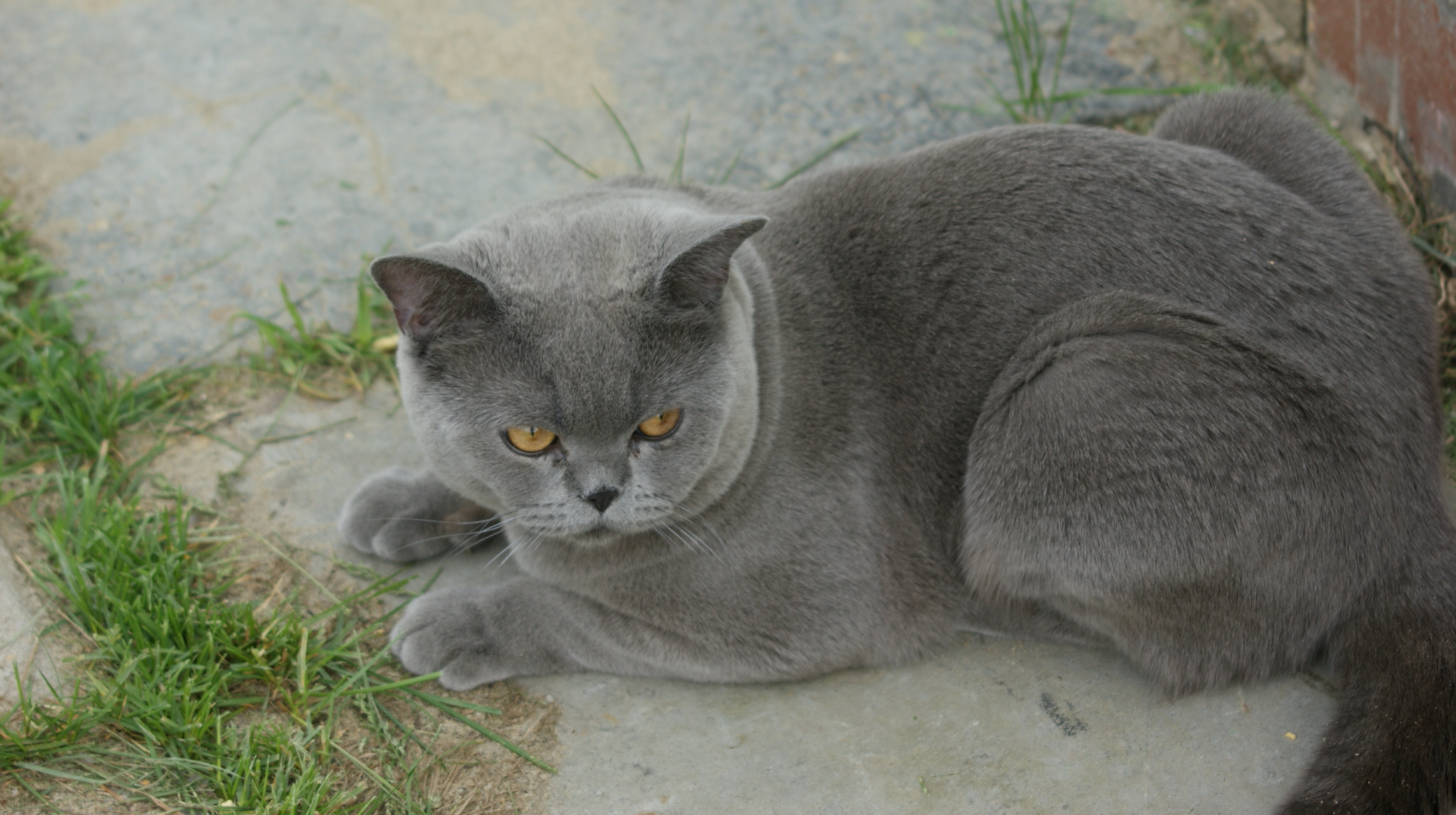 кот