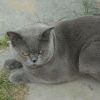 кот