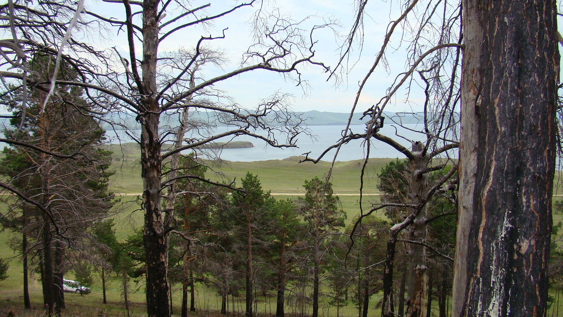 Сказочный лес