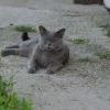 кот