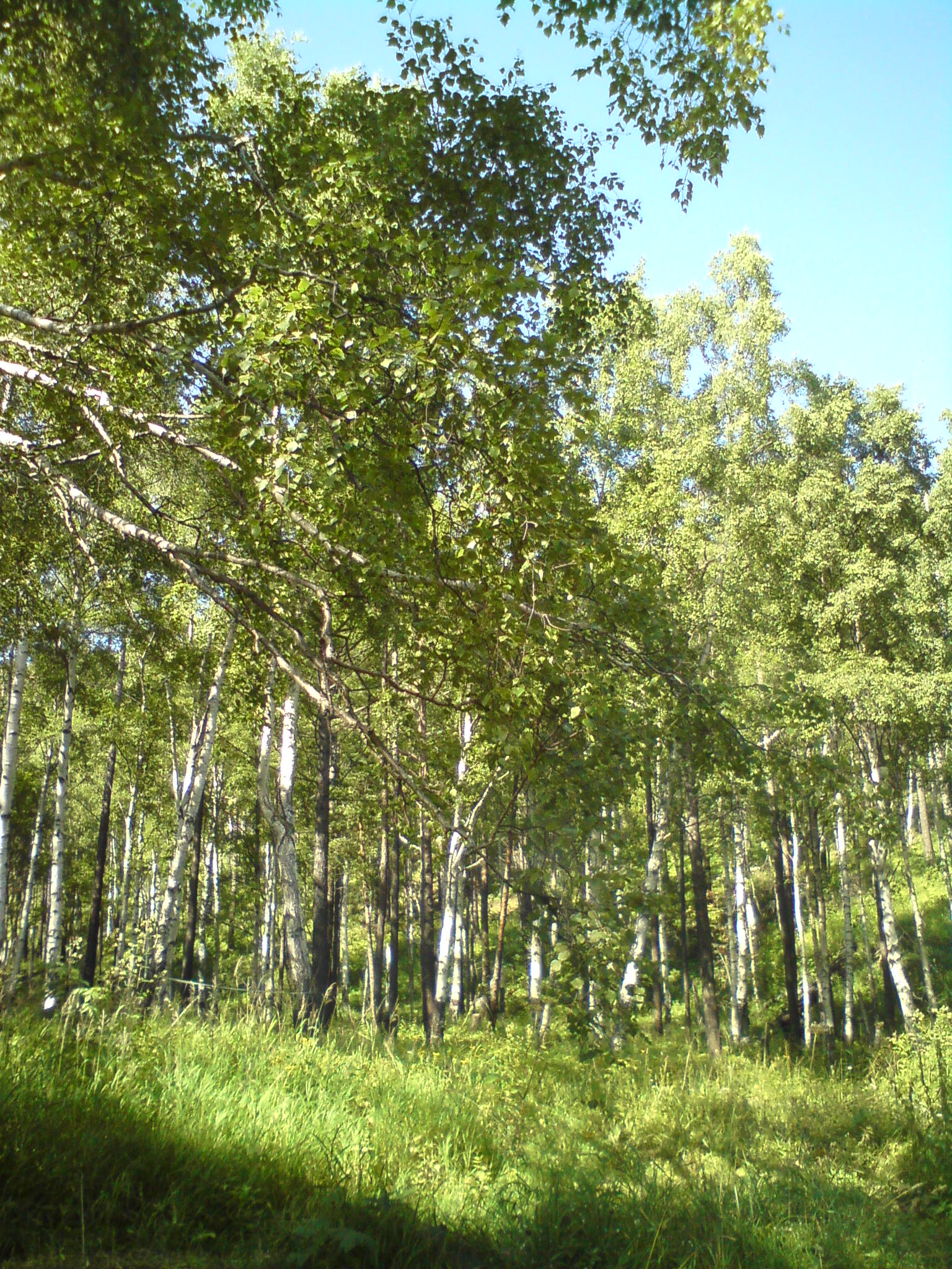 Где-то между Листвянкой и Б.Котами