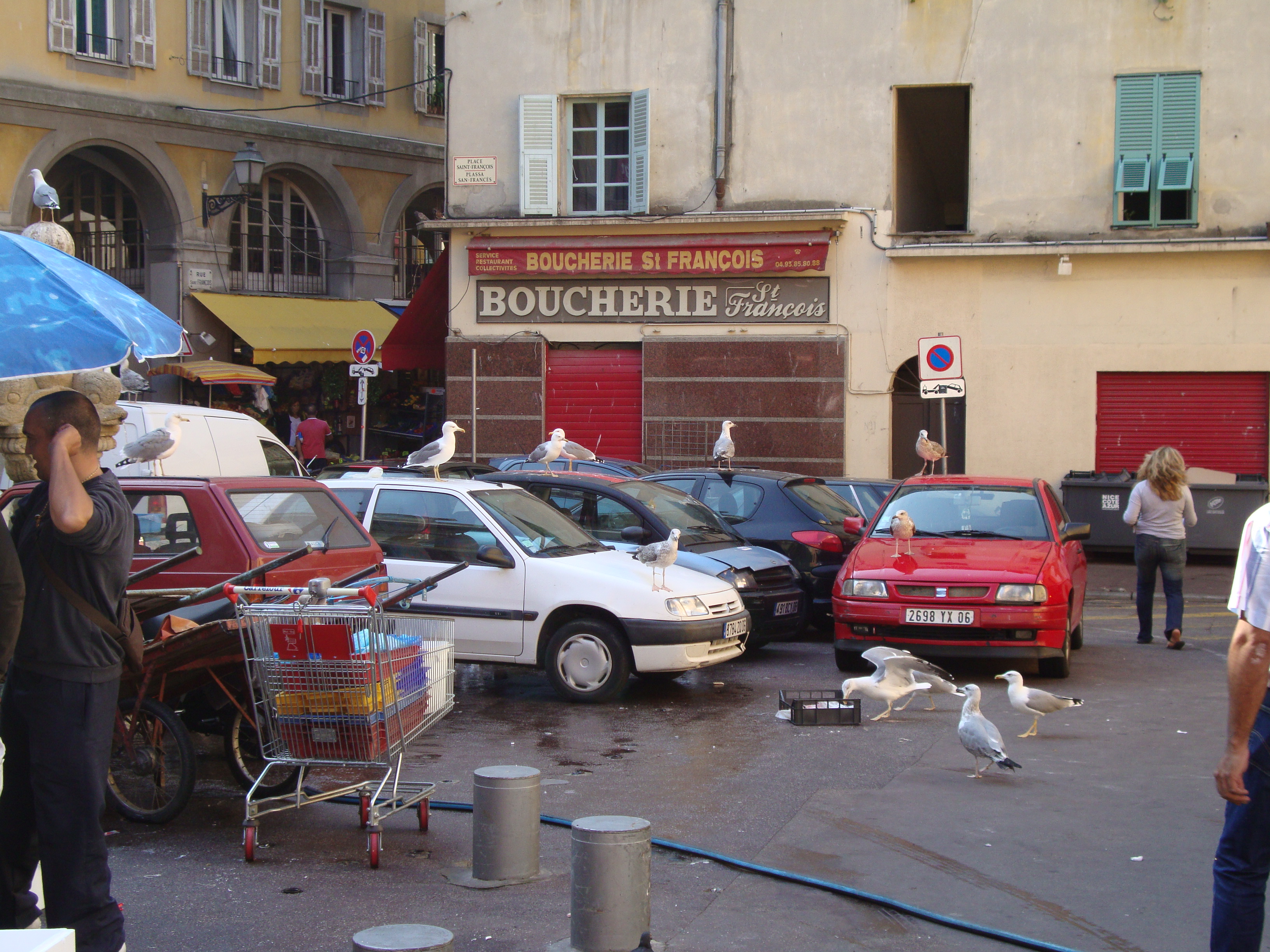 В Ницце офигевшие чайки топчутся прям по машинам, ждут когда им с рыбного рыночка дадут рыбку.
