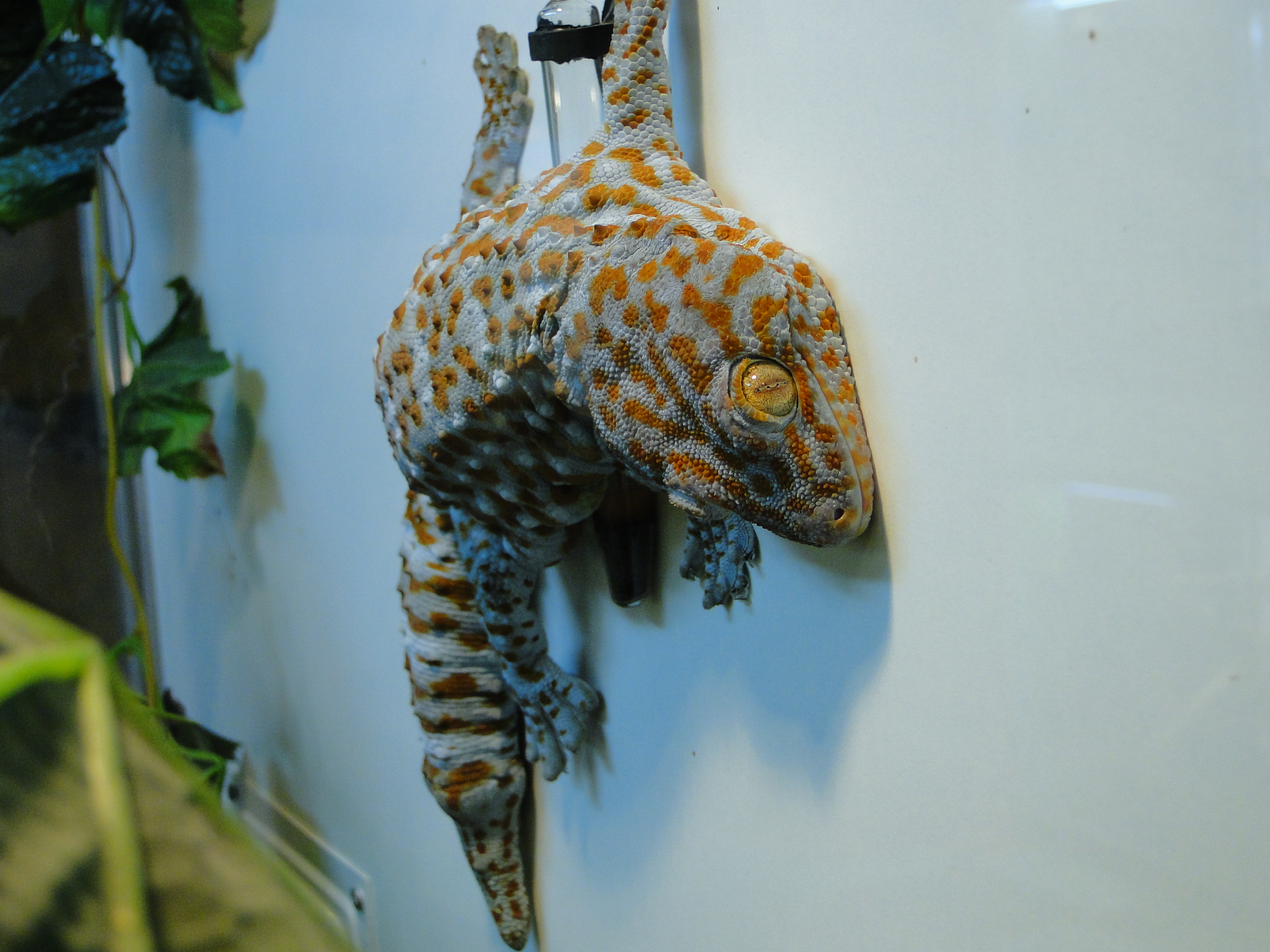 прилипчивый