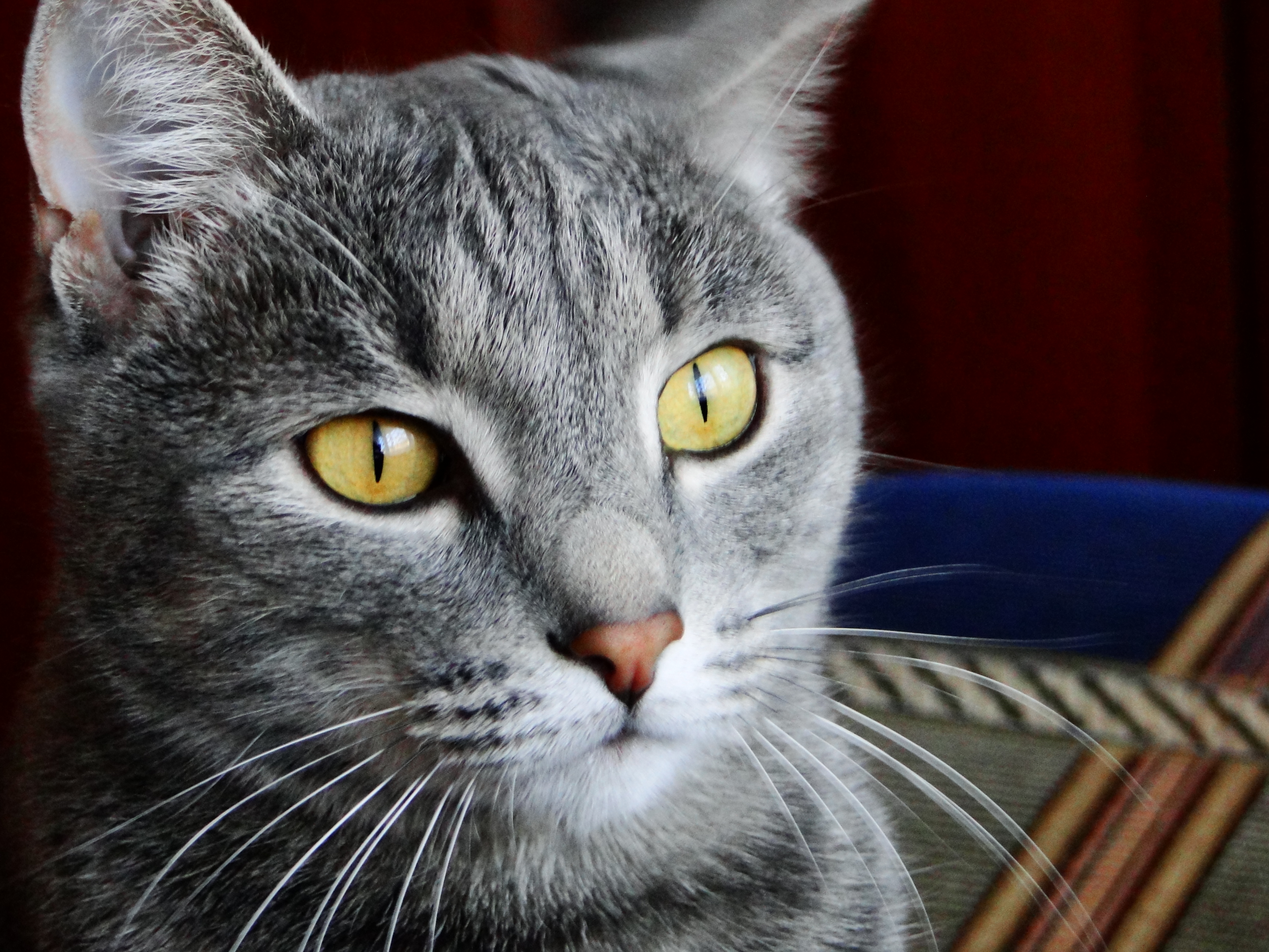 НАШ ЛЮБИМЫЙ МАНЮНЯ