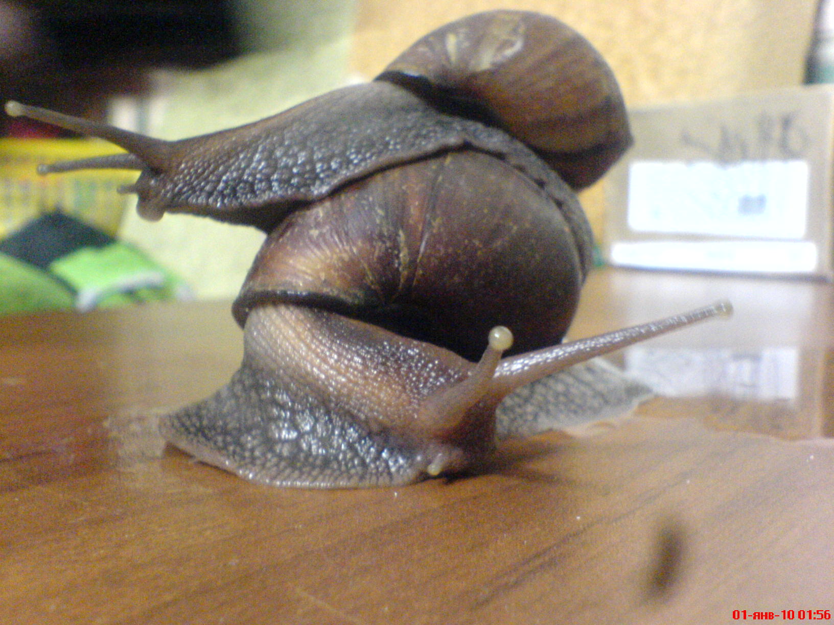 Покатай меня Боооольшая черепаха)))