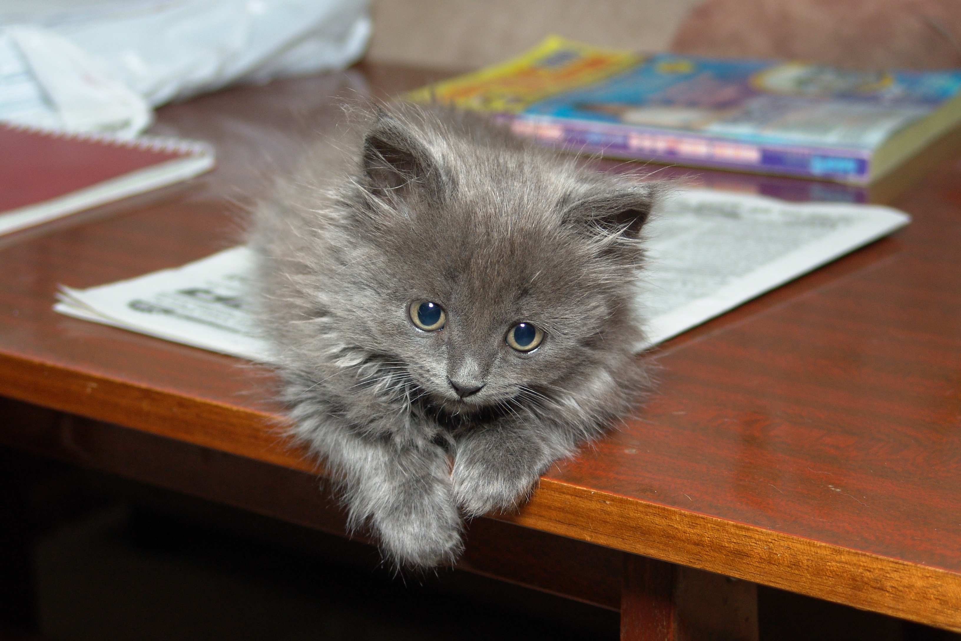 Сима еще маленький.Историческое фото.