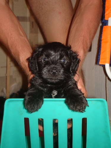 Бруно в детстве :-)