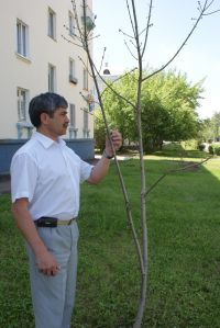 Михайлов Л.Г. Озеленение города