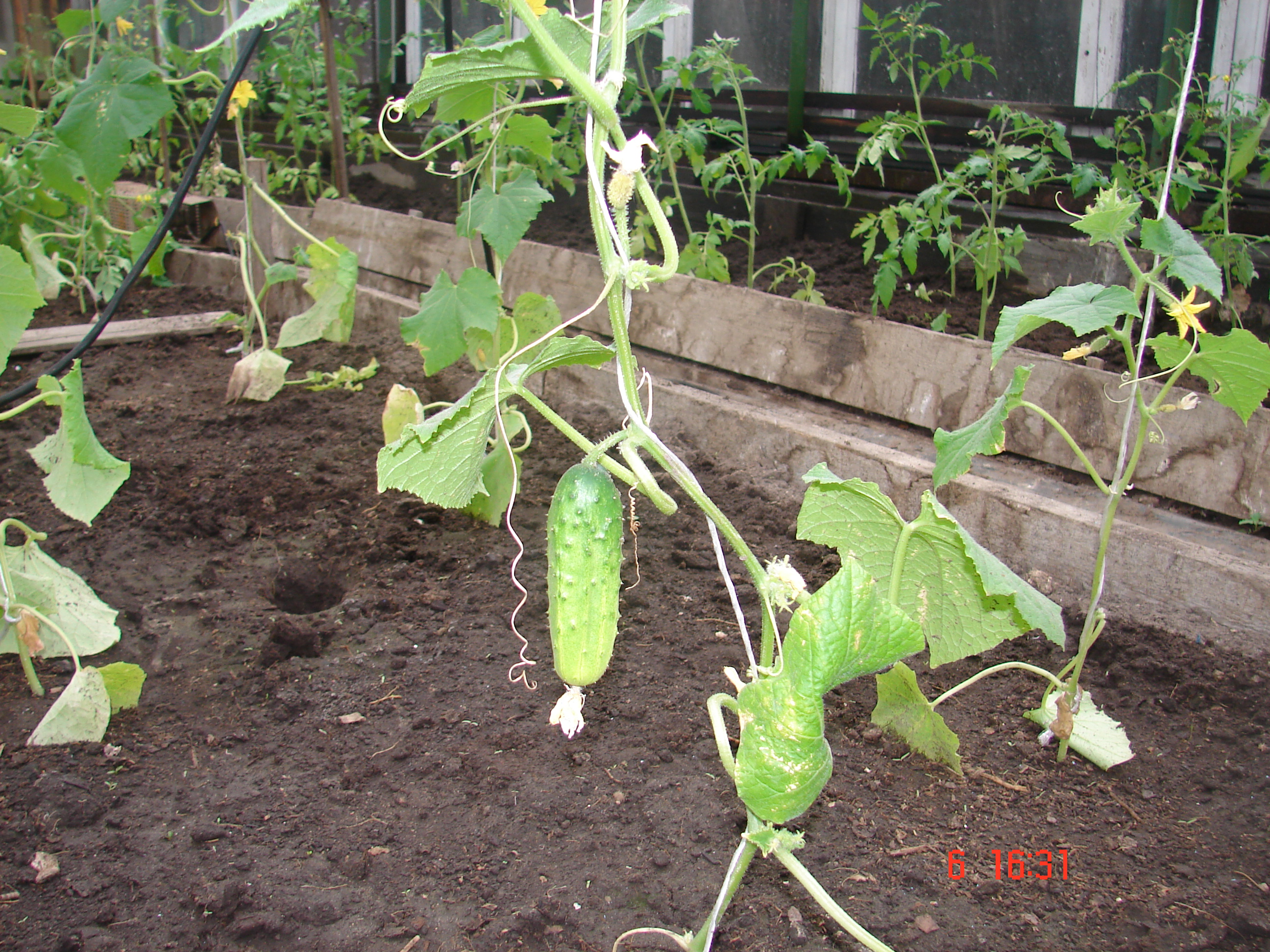 Уже есть урожай