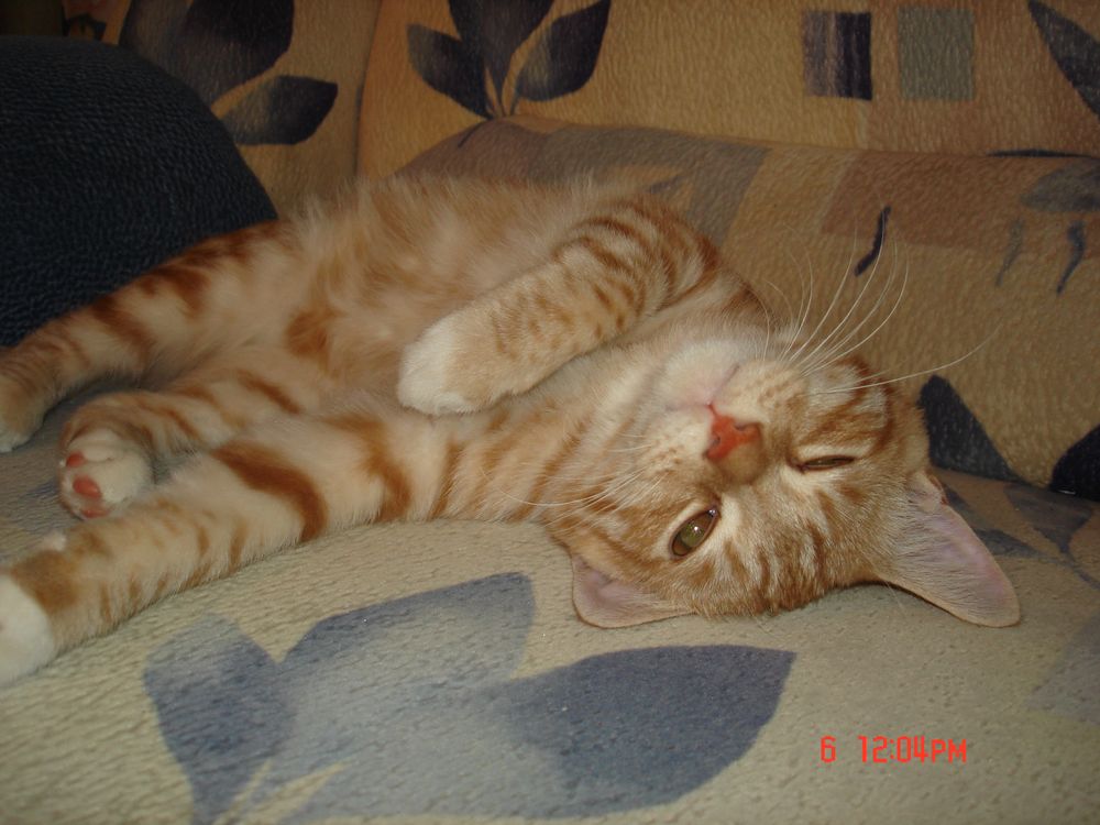 некастрированный (пока) кот 4