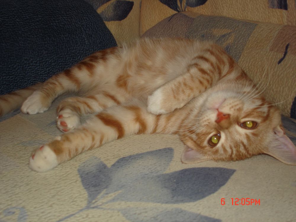 некастрированный (пока) кот 3