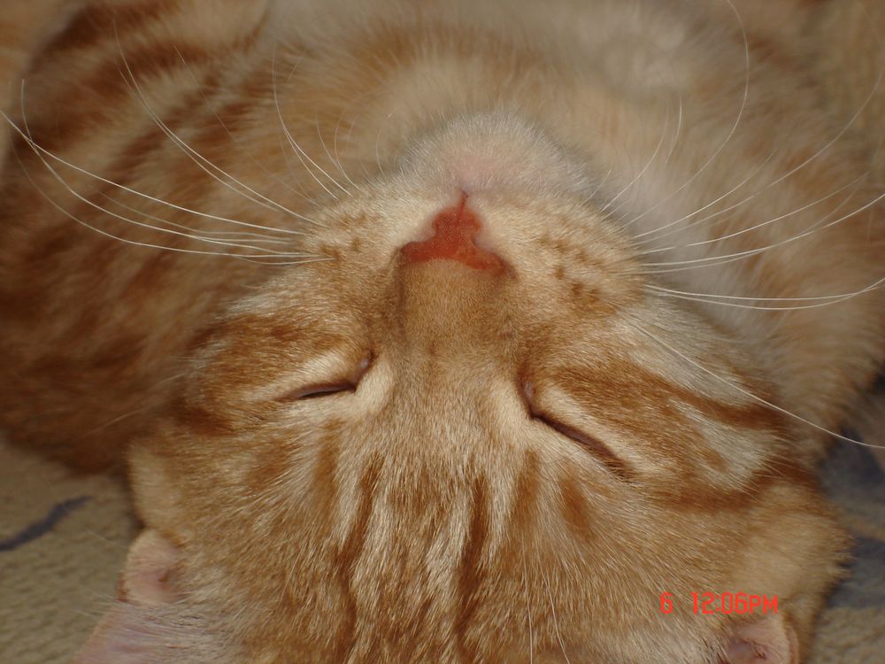 Некастрированный (пока) кот 2