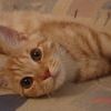 Некастрированный (пока) кот