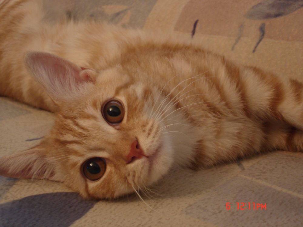 некастрированный (пока) кот