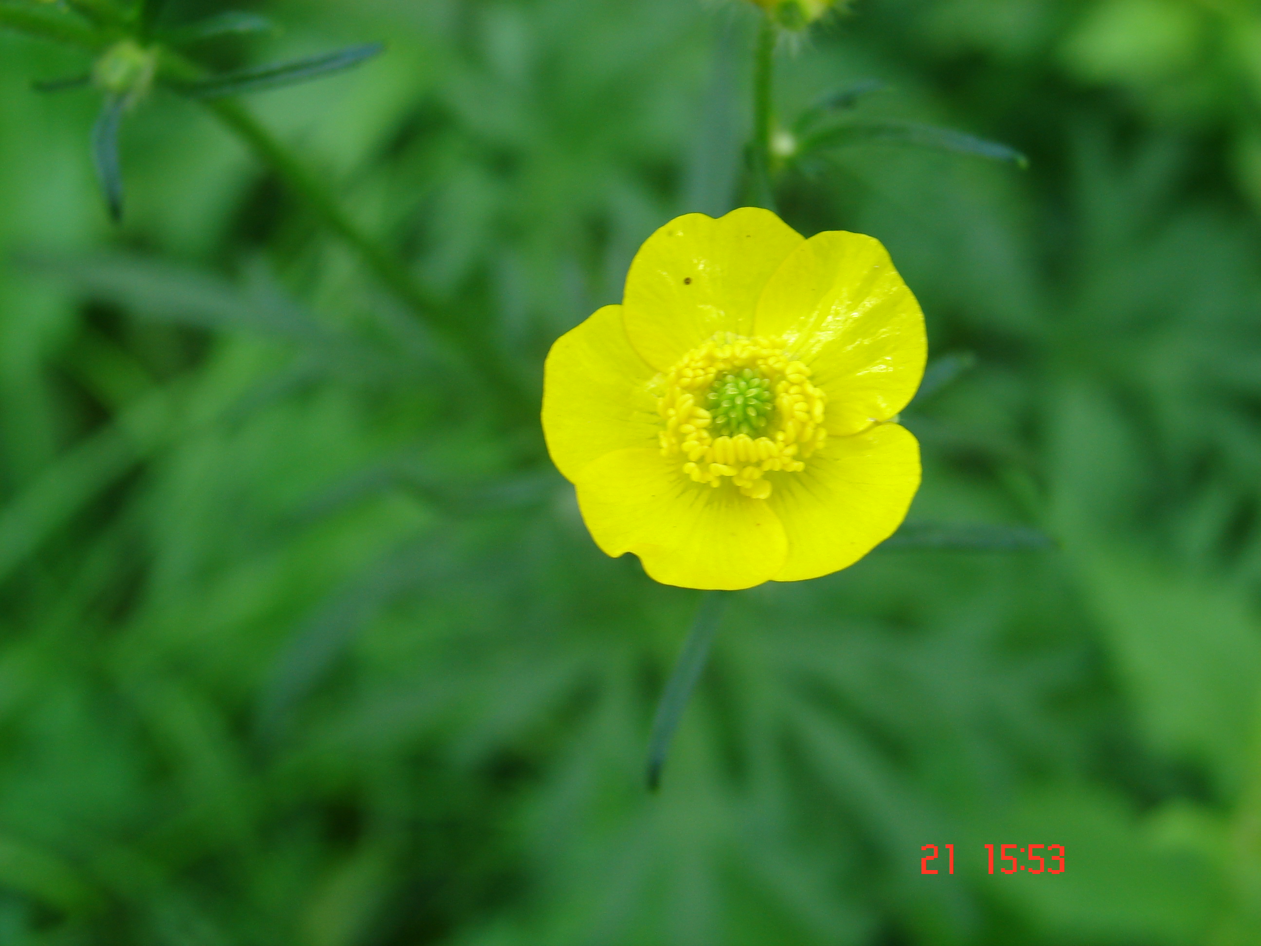 просто цветочек