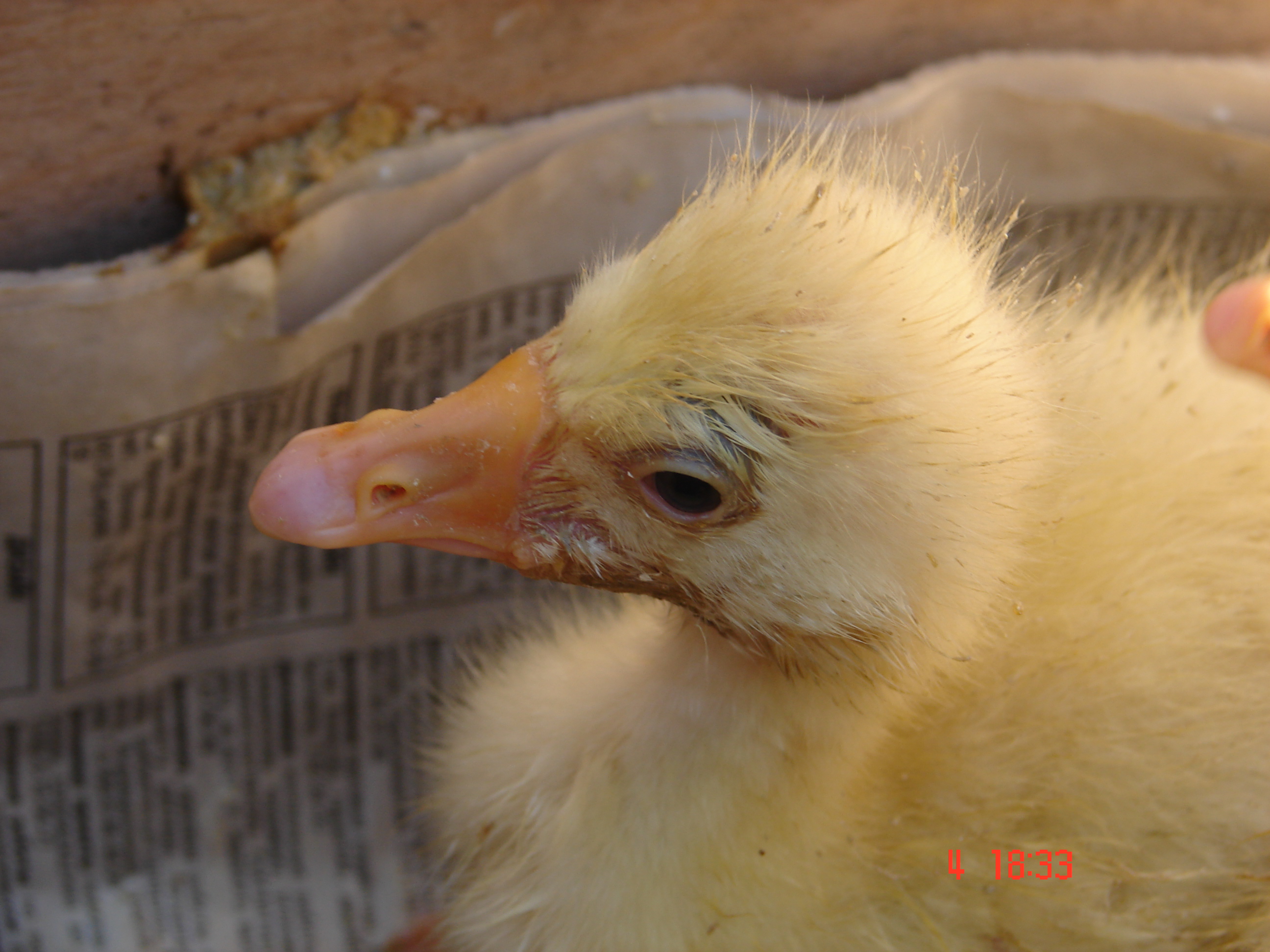 Маленький утёнок