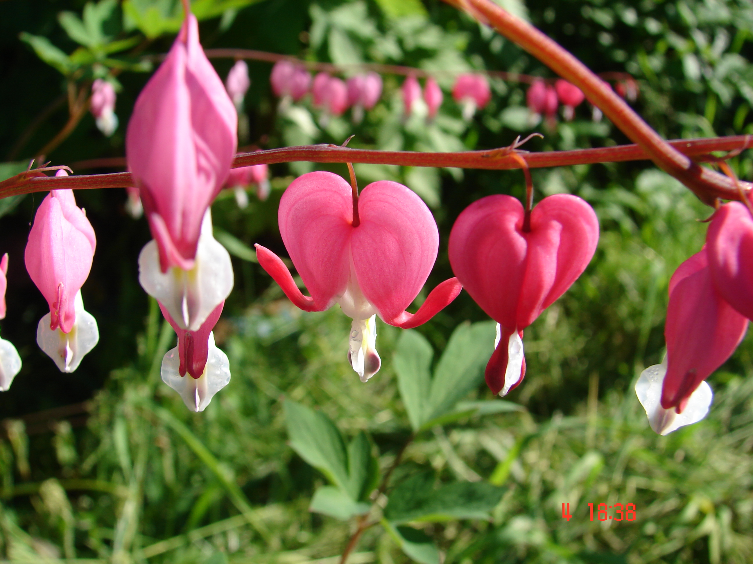 Цветочек....незнаю как называется...