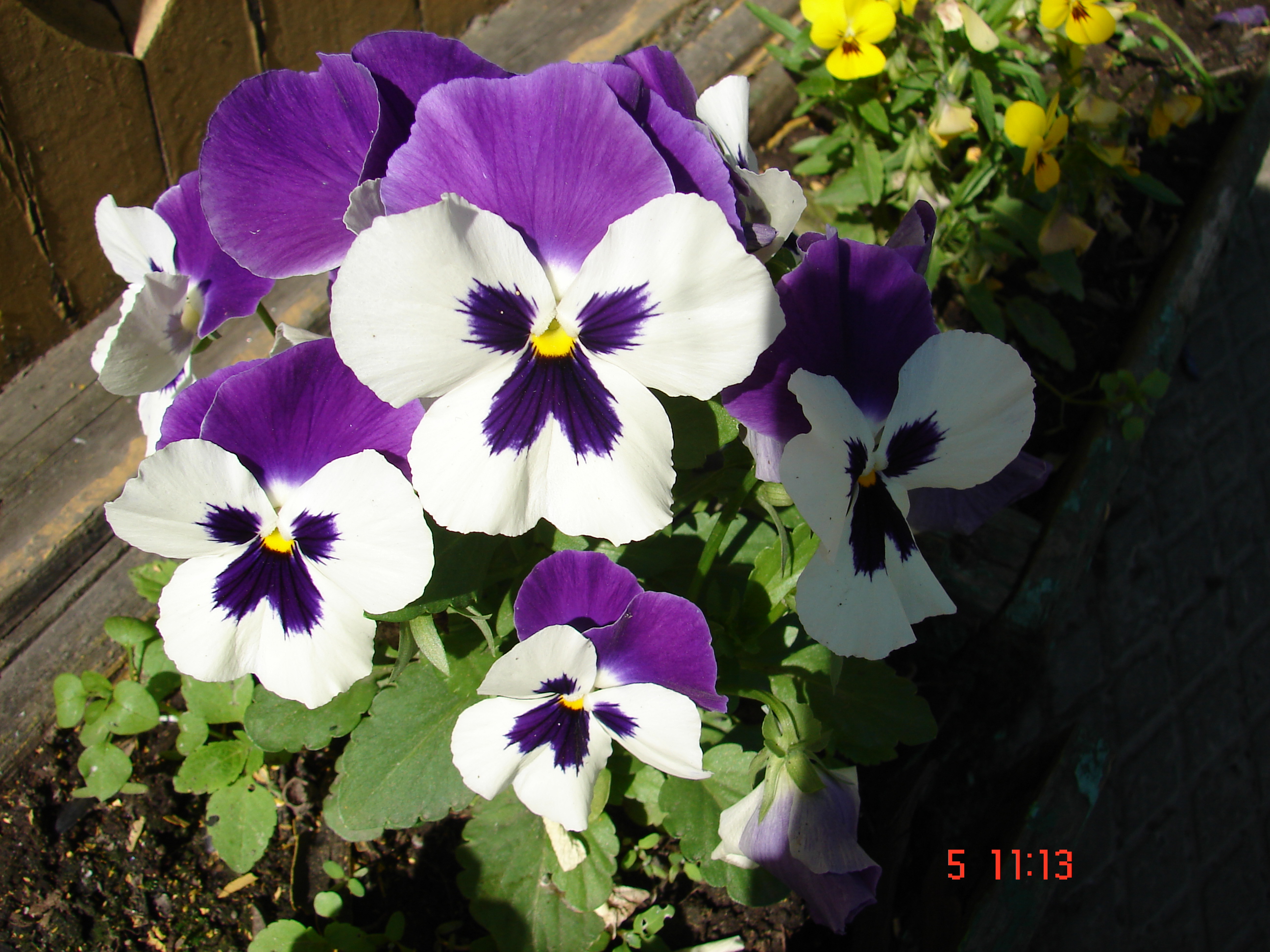 Анютины  глазки...