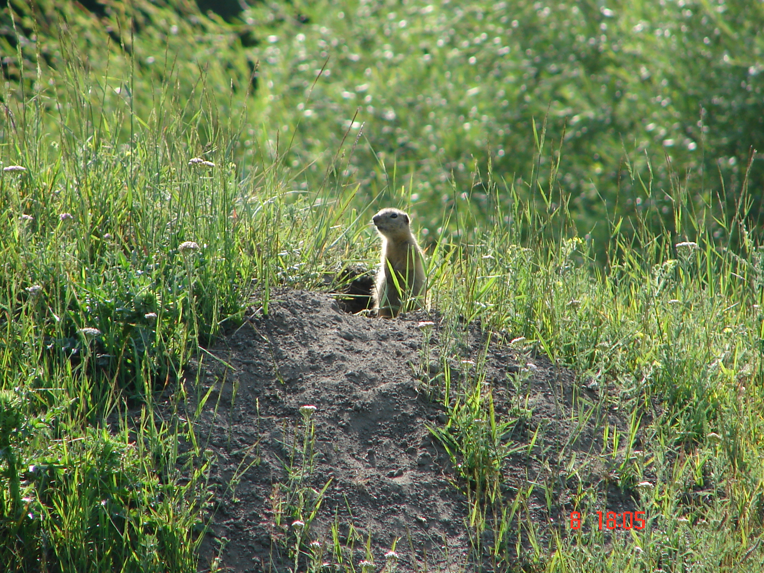 Суслик...или бурундук...незнаю..но успела  сфотать...