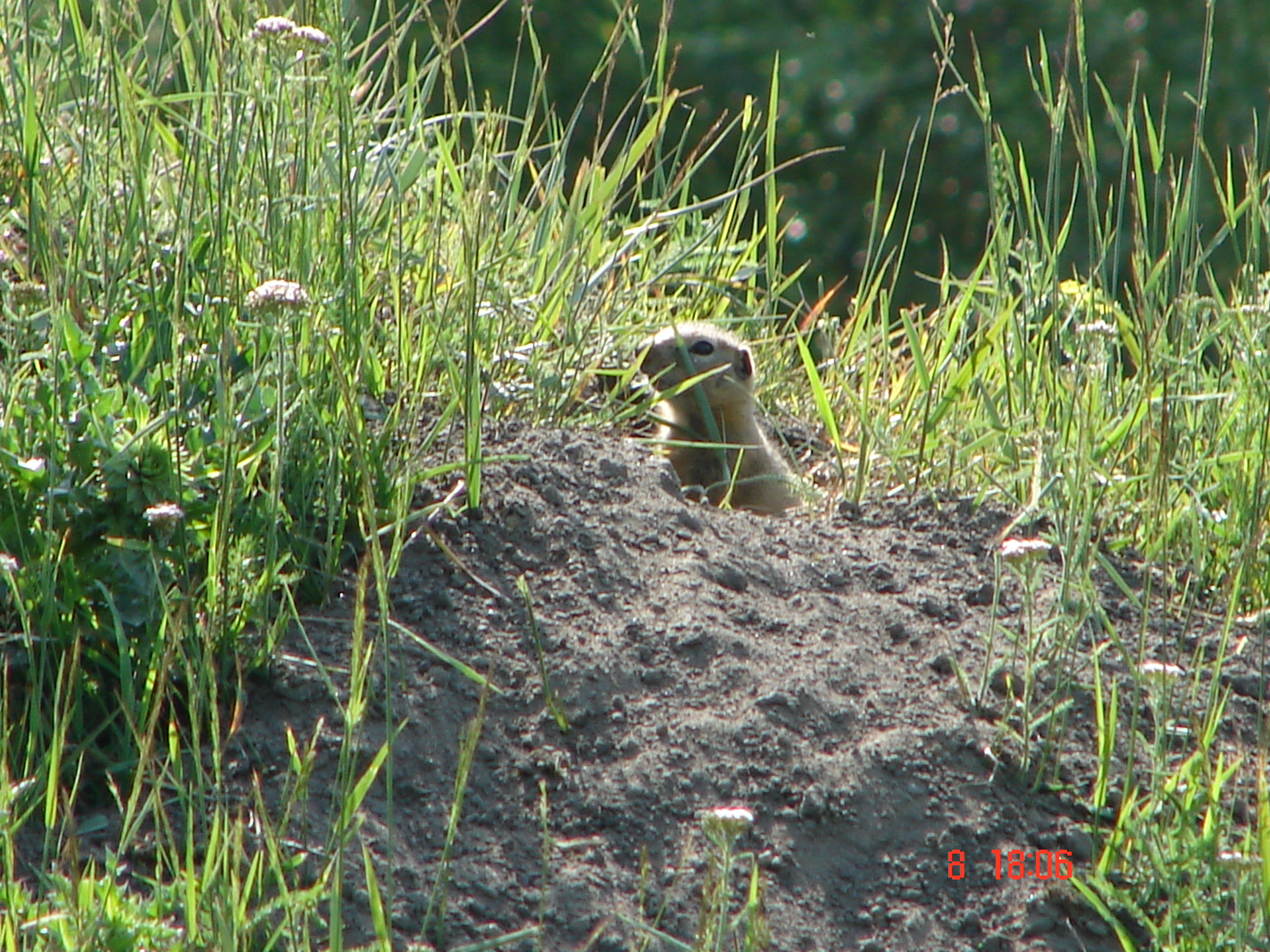 Ещё суслик...