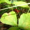 ягодка...