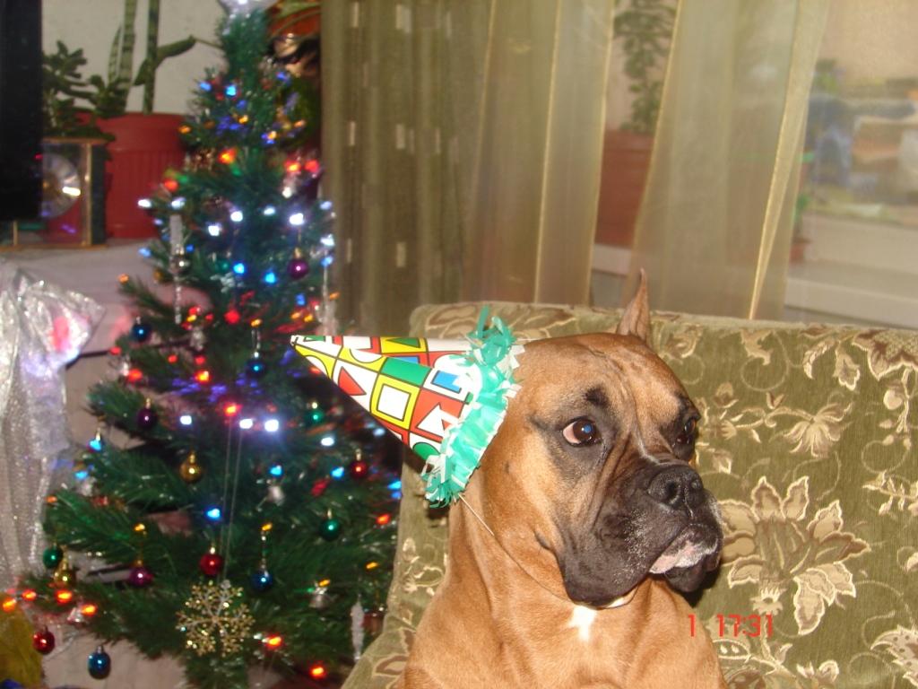 Колчак Сергеевич Непотребко празднует новый год