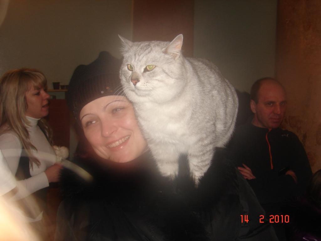 кошак с выставки