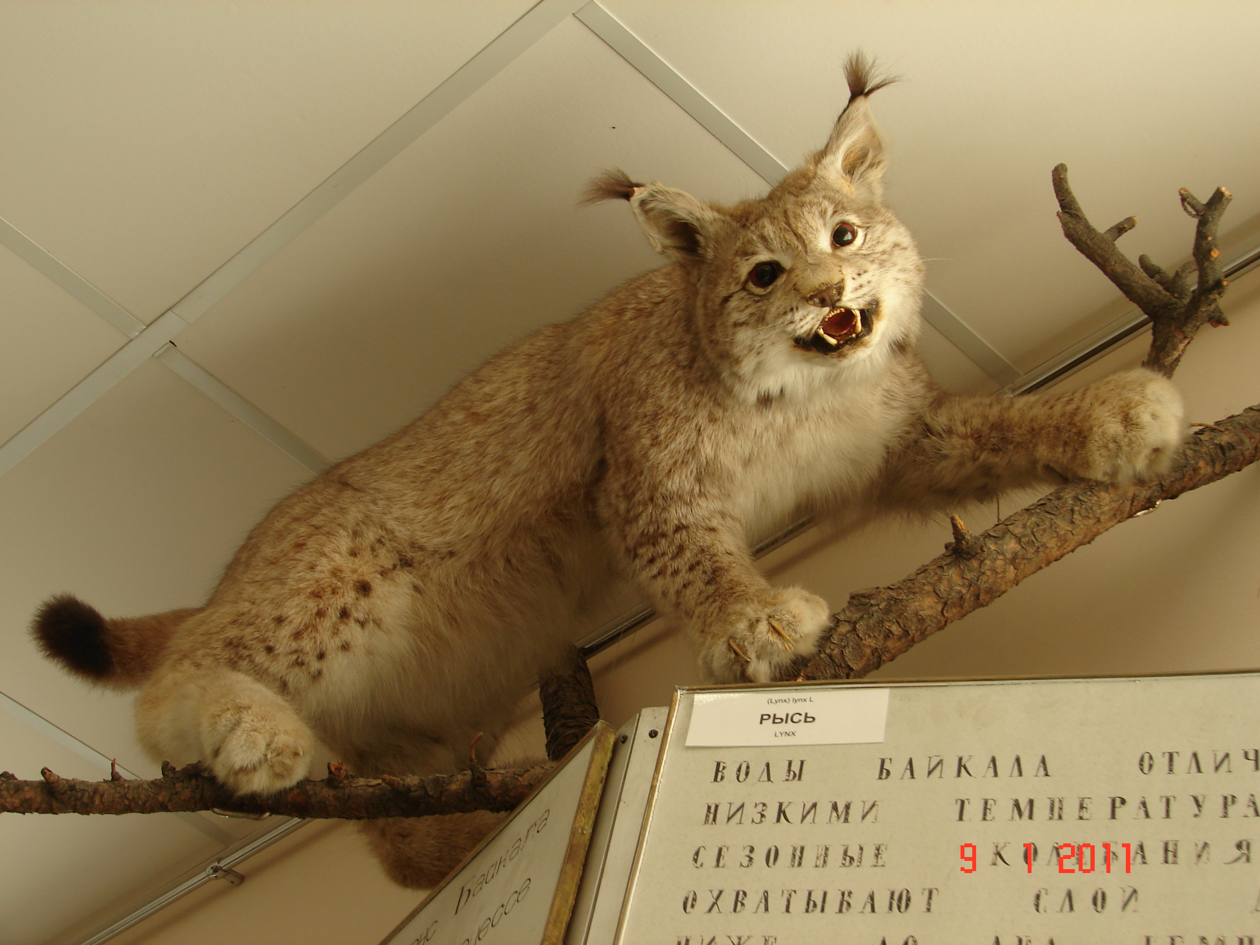 подарок для Сибирячки