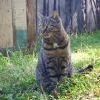 мой котэ мой котэ