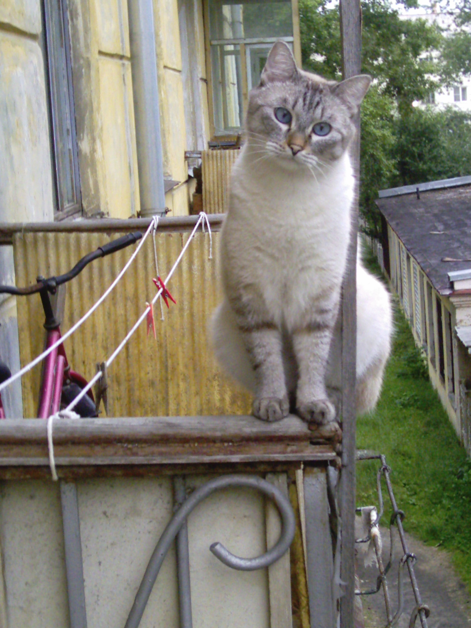 Тайский кот в полосочку