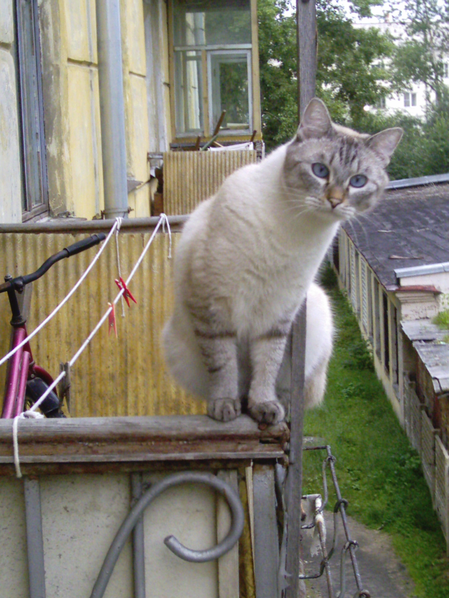 Любопытный тайский кот в полосочку