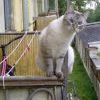 Любопытный тайский кот в полосочку