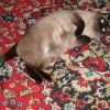 котяра