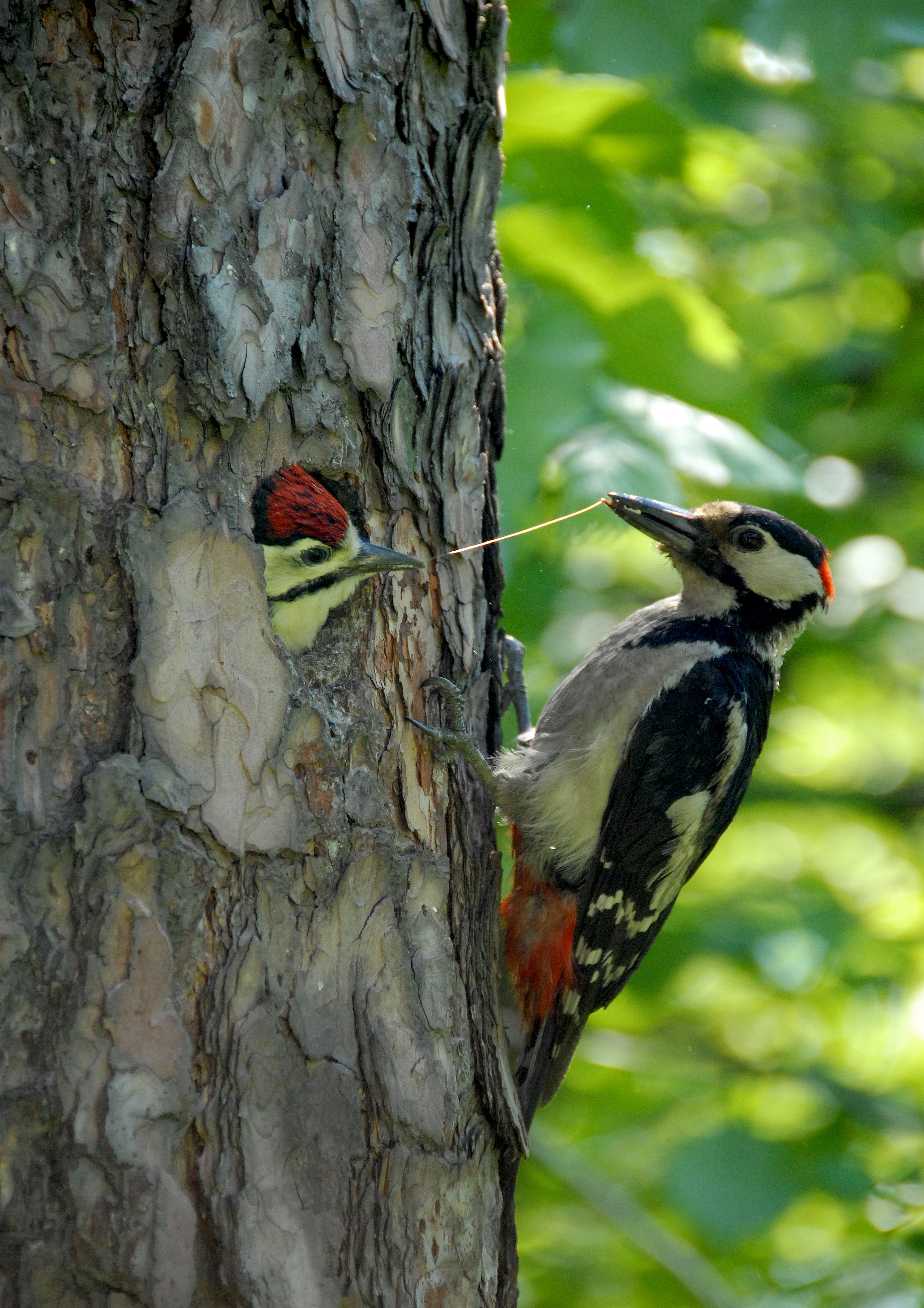Дятел и птенец