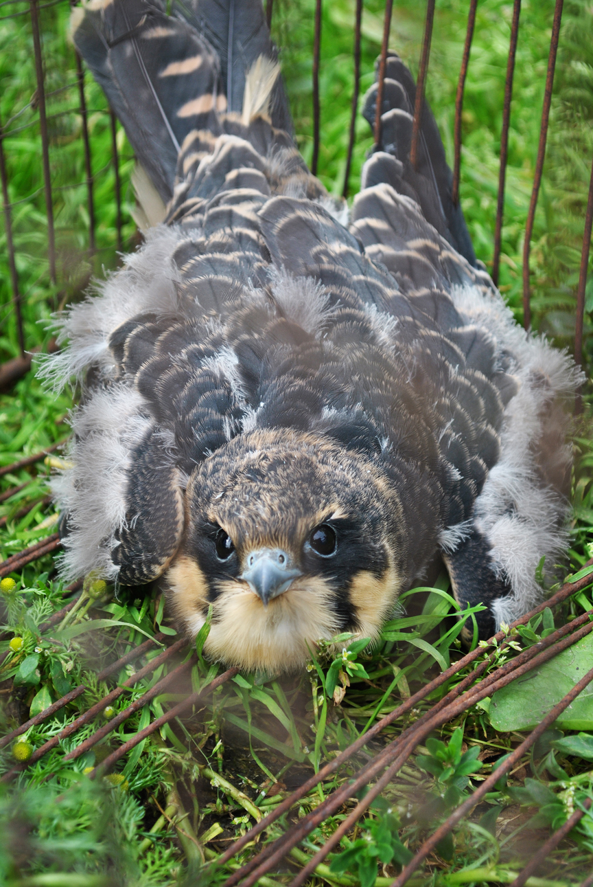 Копчик, выпавший из гнезда