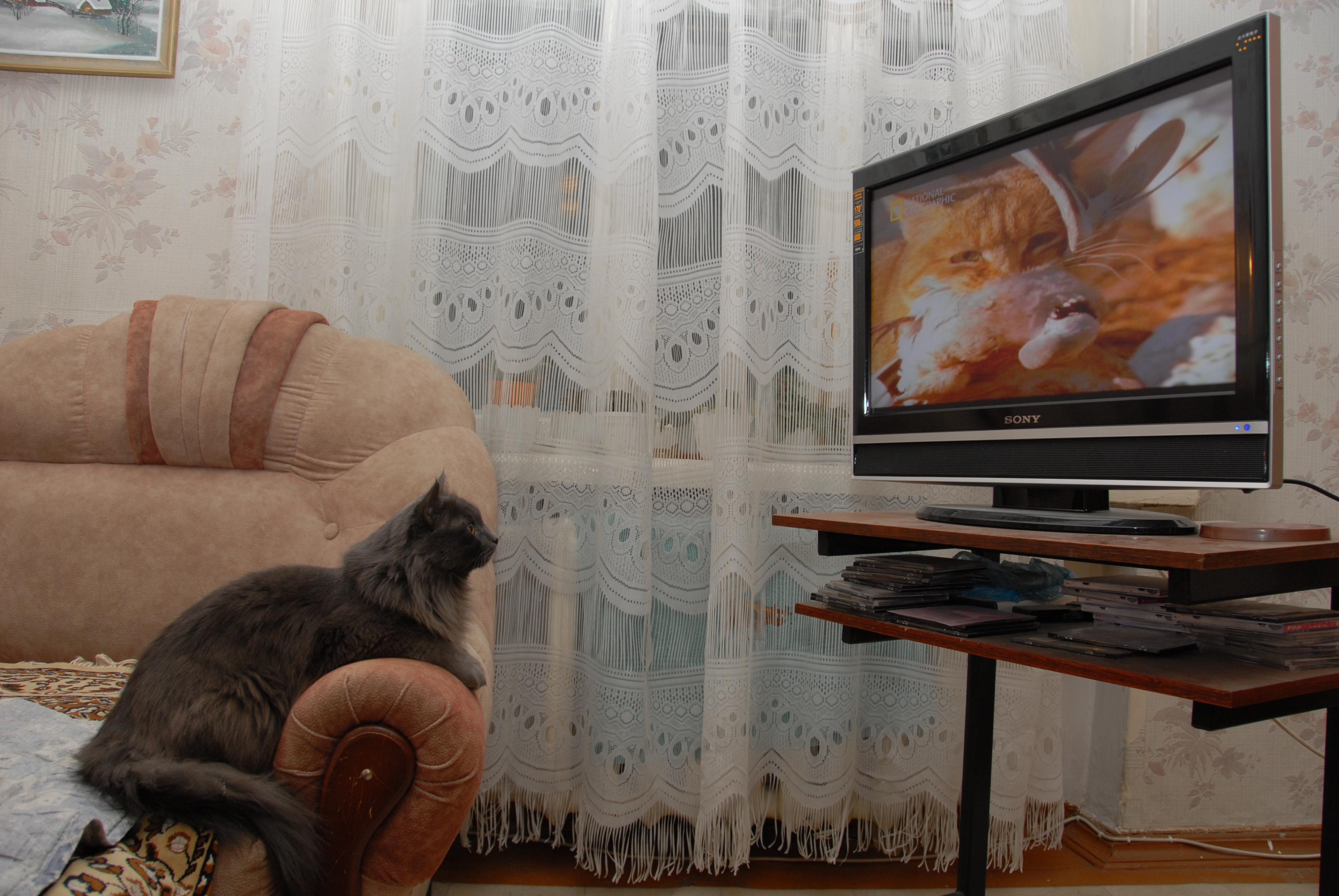 Птичку жалко!