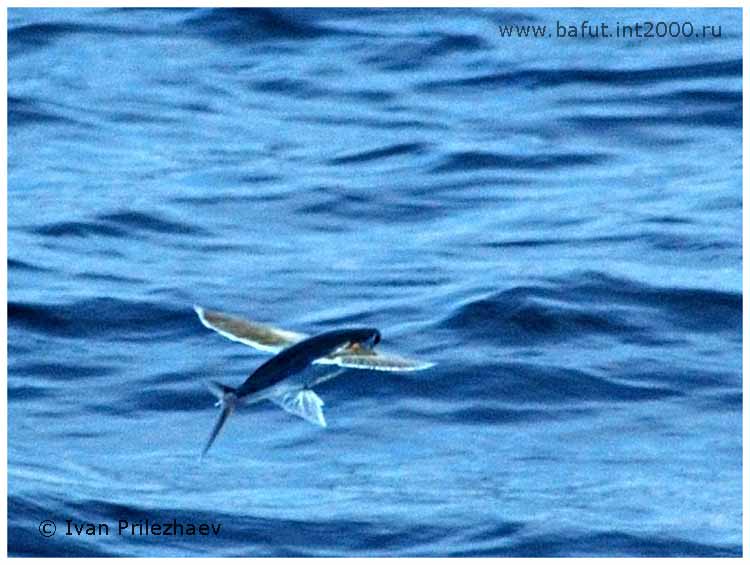 Летучая рыпка