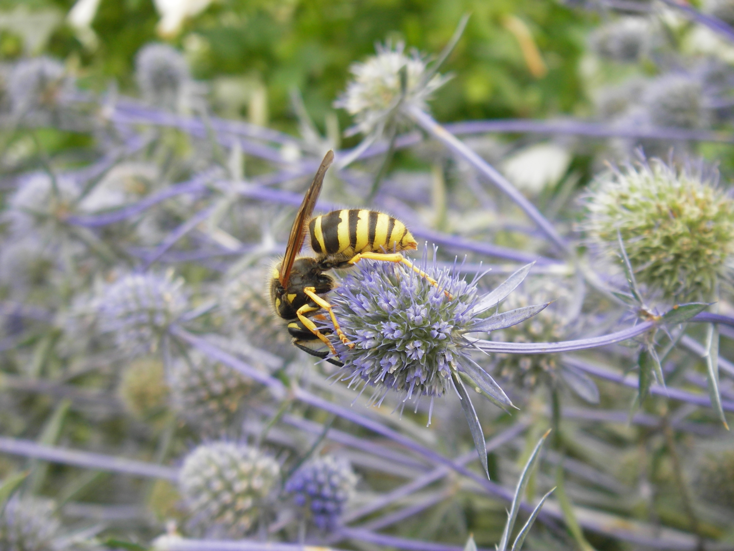 Сиреневая колючка