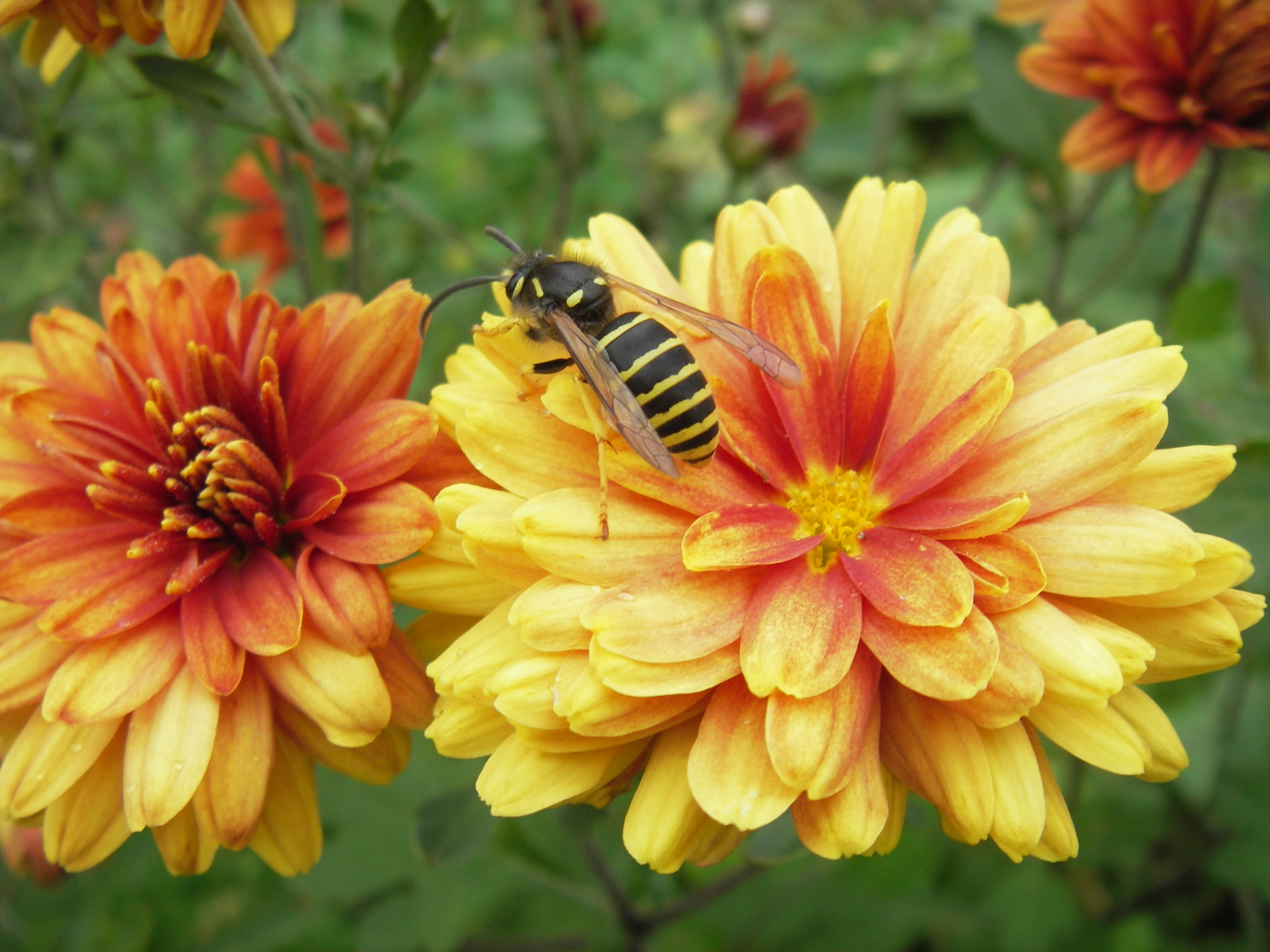 Хризантема