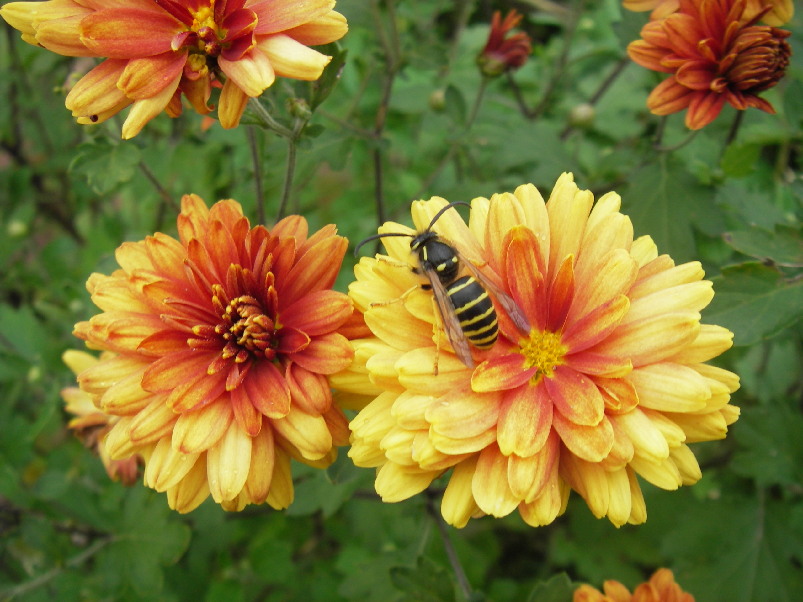 Хризантема