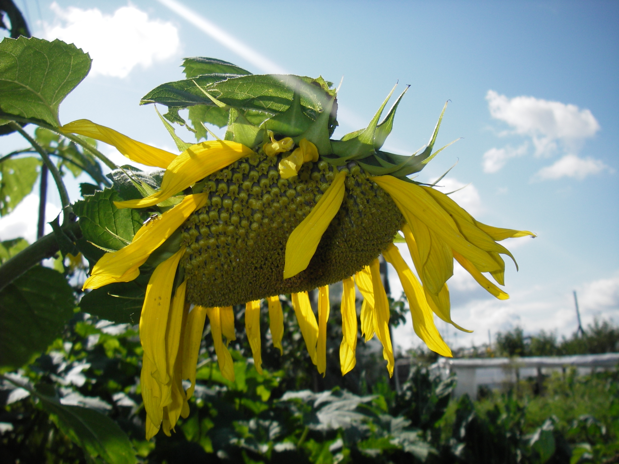 Подсолнухи!